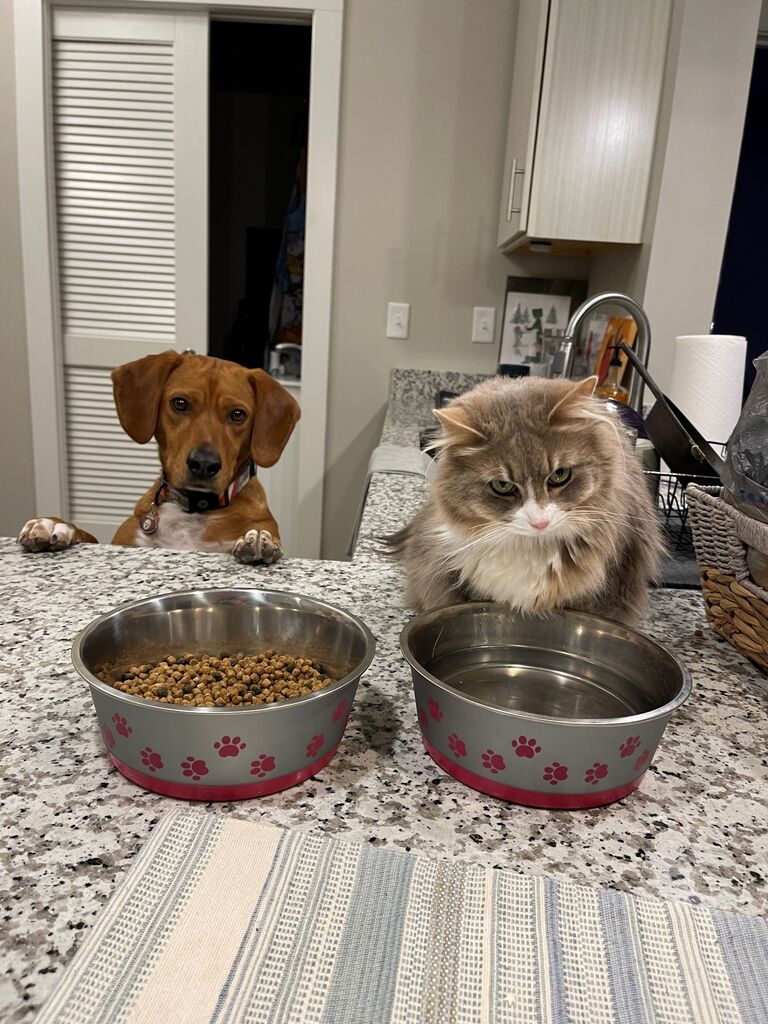 The animals, Tucker and Zoey, FINALLY become BFFs. 