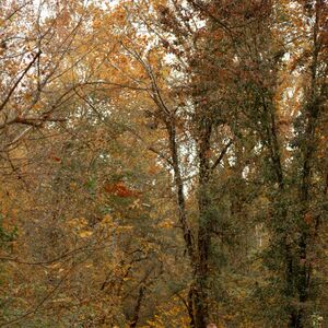 Gallery Photo 9