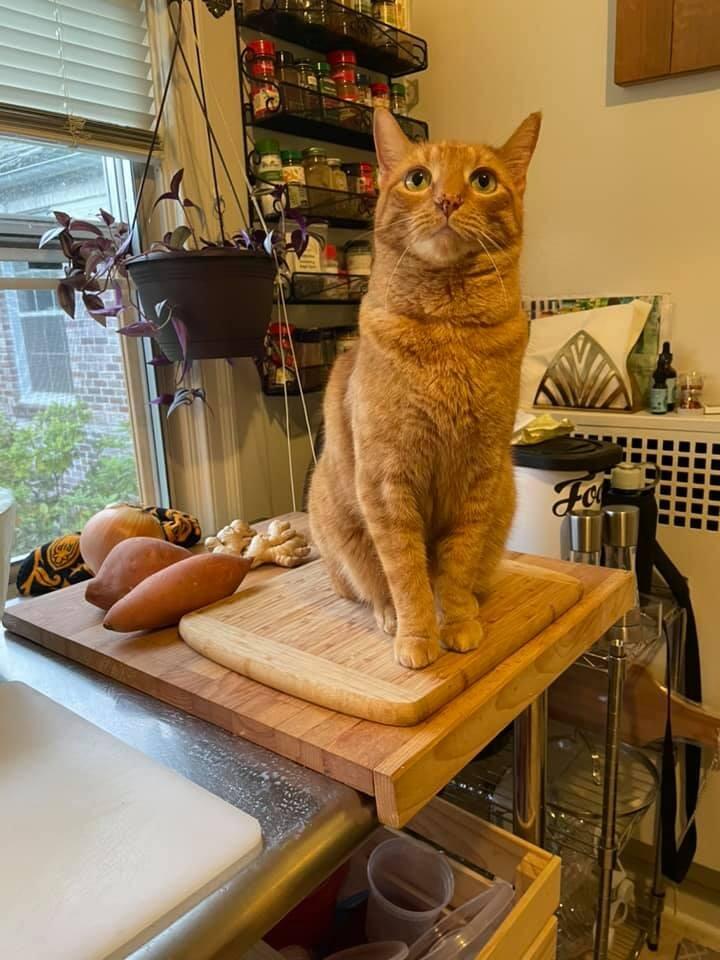 Our Kitty Leif was adopted during the Pandemic on Halloween when Tony fell for his sad-boi tale and scooped him up out of the shelter.