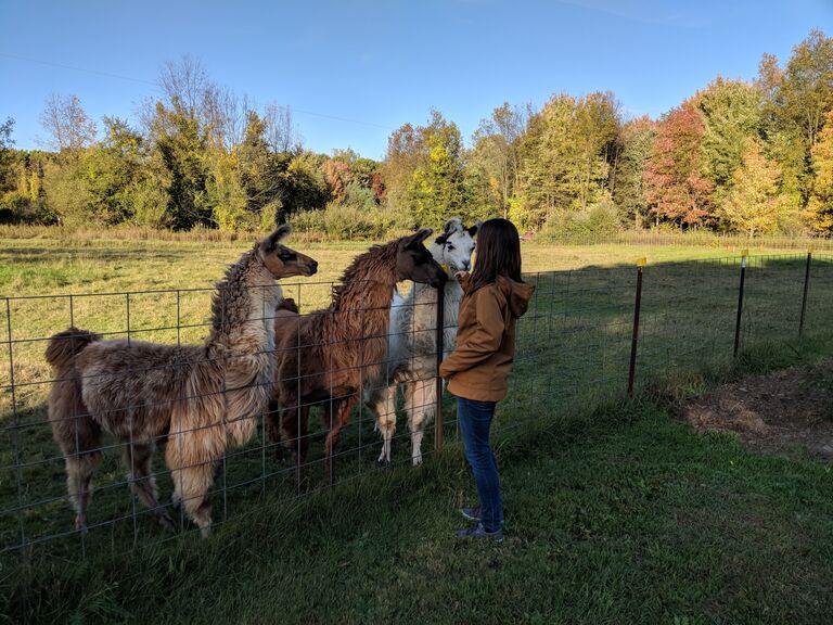 Meeting the llamas (and the parents!)