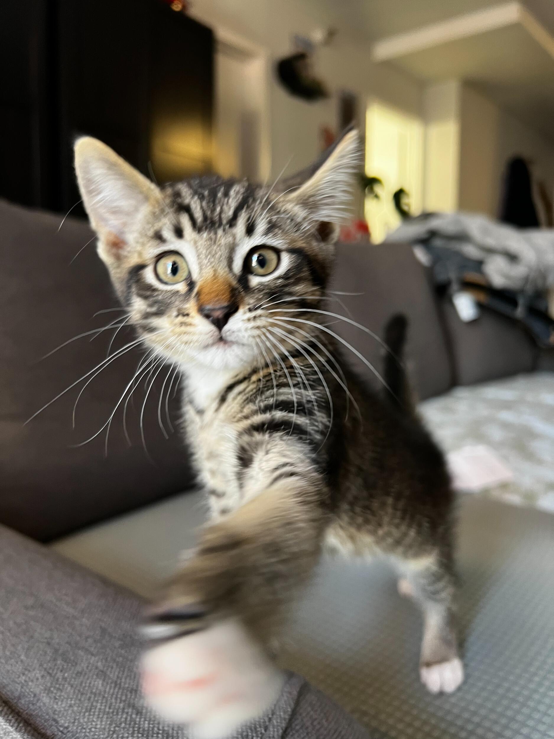 Adopted the third baby, Maple! Ask us about how bad she is