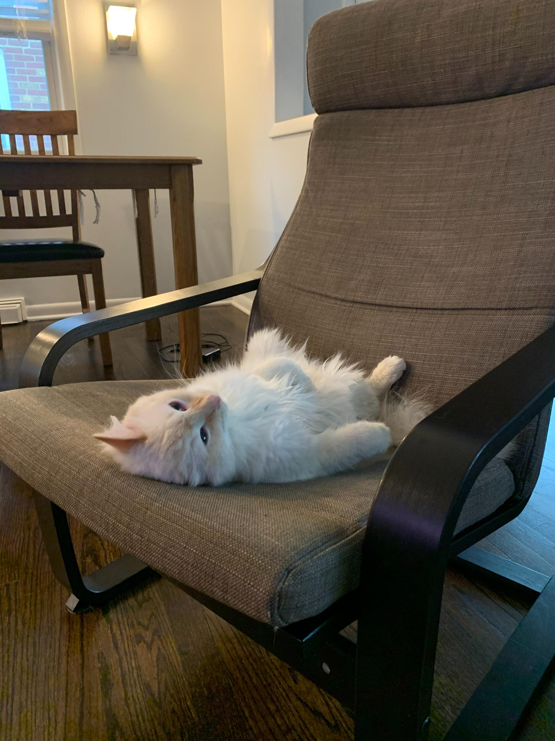 Our favorite photo of Wally. It embodies 2020.