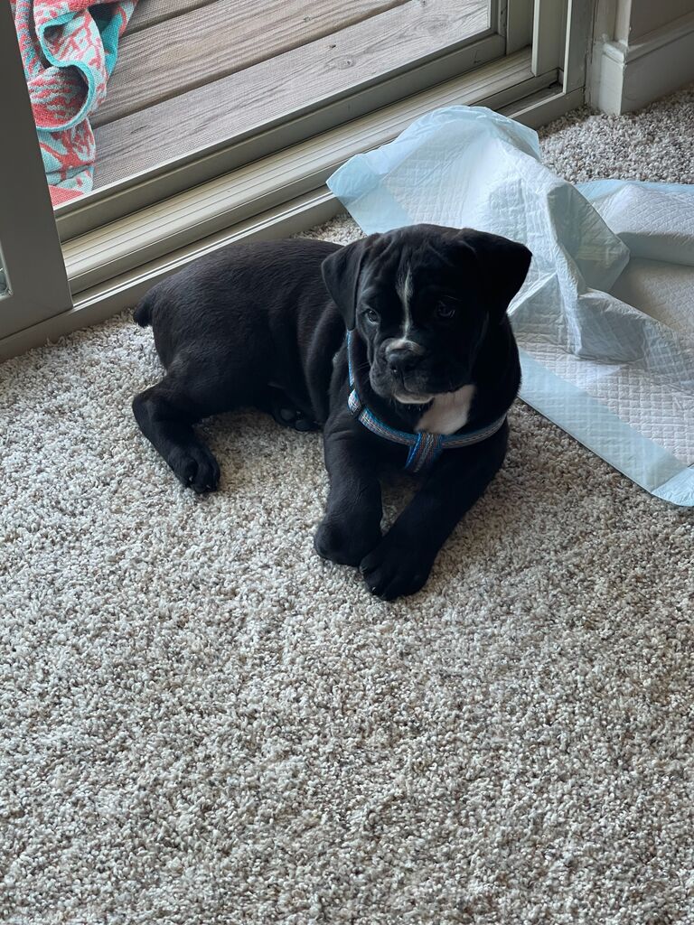 They brought Odie home!