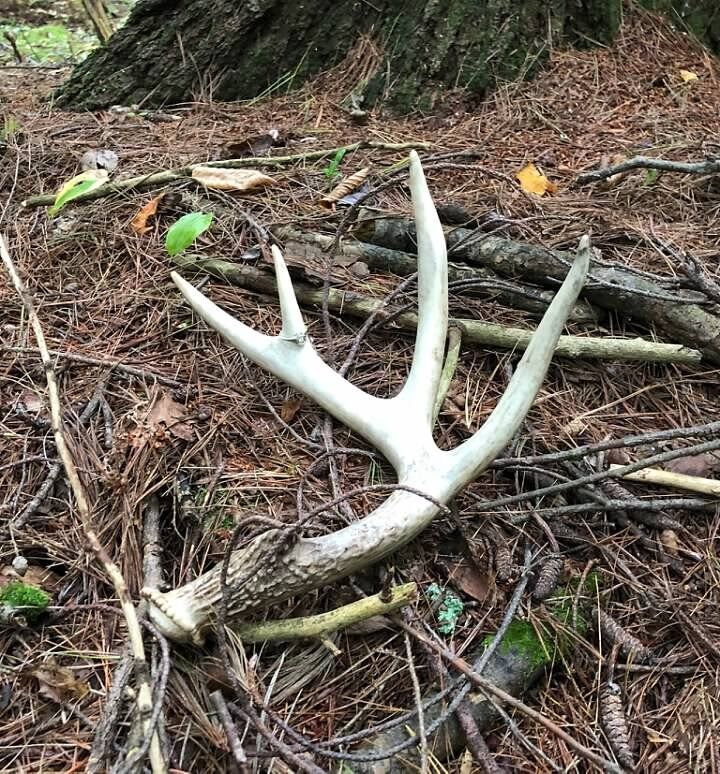 We went on a "squirrel hunt" walking through the woods looking for squirrels and antlers Cassie came across this special shed. When she noticed the ring I asked her to marry me and she said YES!