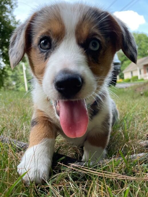 Millie's first photoshoot after bringing her home