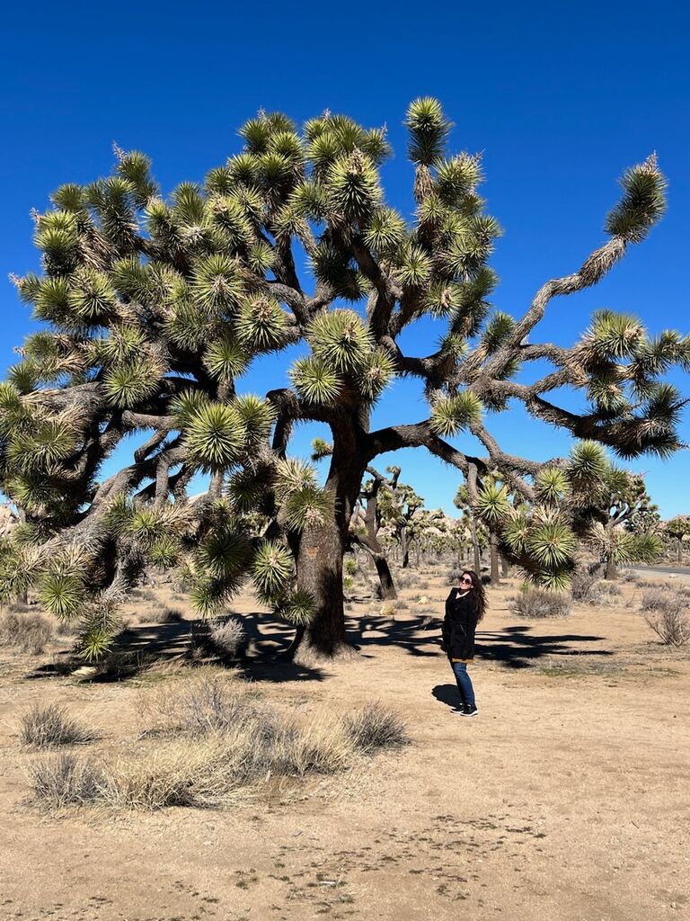 In 2023 Josh planned a trip to Joshua Tree.