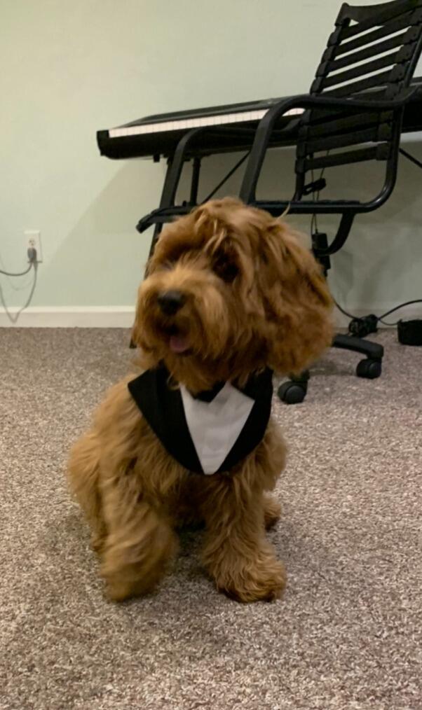 The Coopster putting on his finest to congratulate his parents on their engagement.