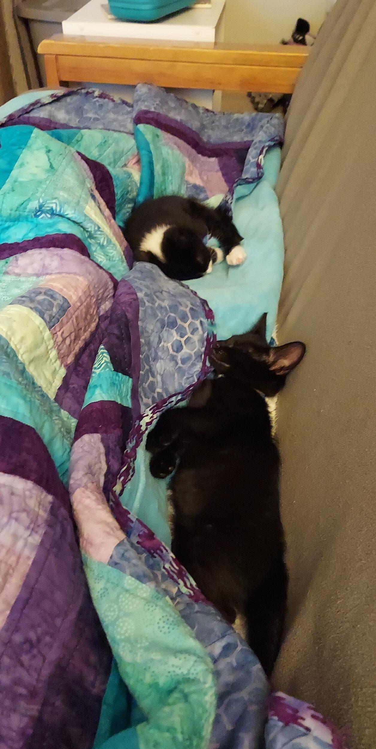 We got cats!! Juniper (black and white) Phoebe (all black)