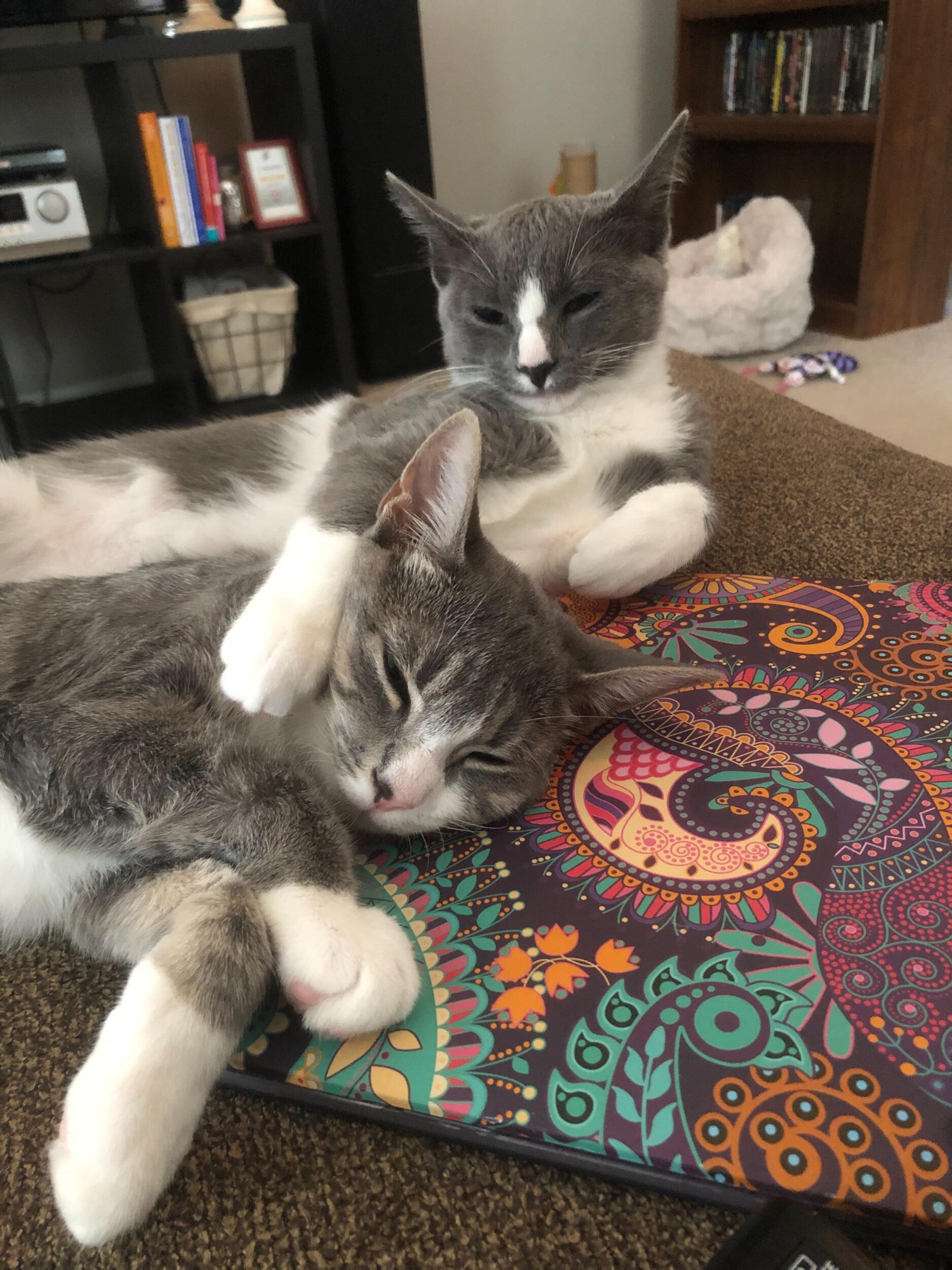 Nellie and Biggie join the family!