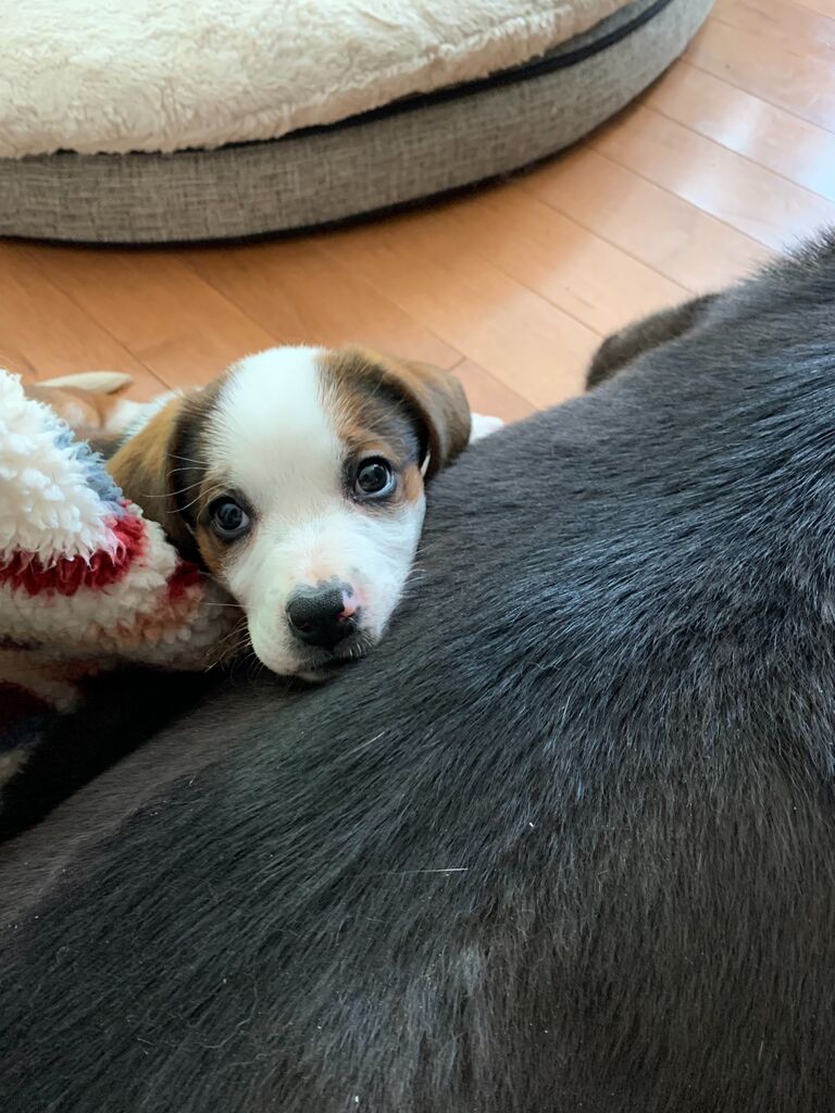 The day we brought home Sandy! Our new fur baby cuddling with Taz!