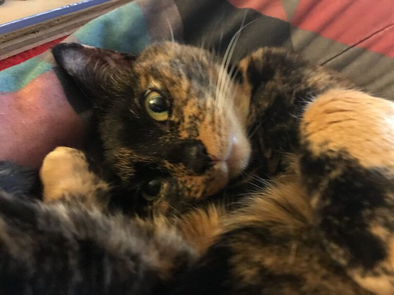 Miss Monkey (the improbable cross between kitten and curmudgeon, with a voice as loud as her personality). 
