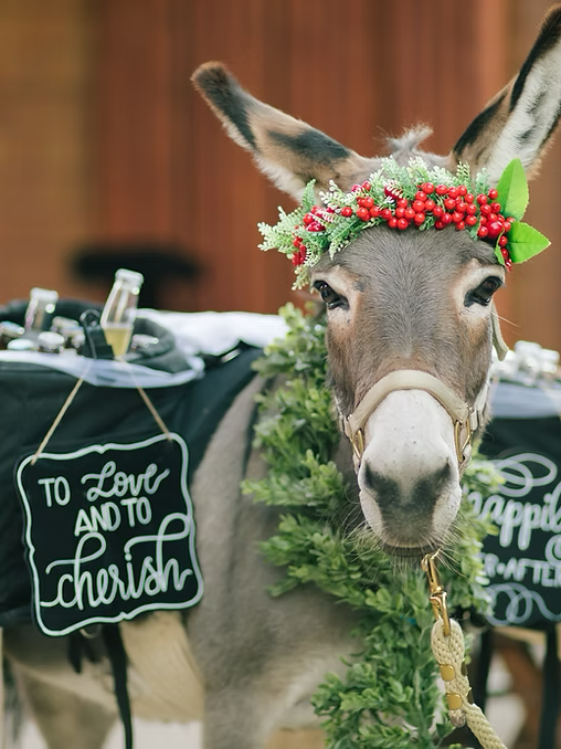 Holiday donkey carrying drinks
