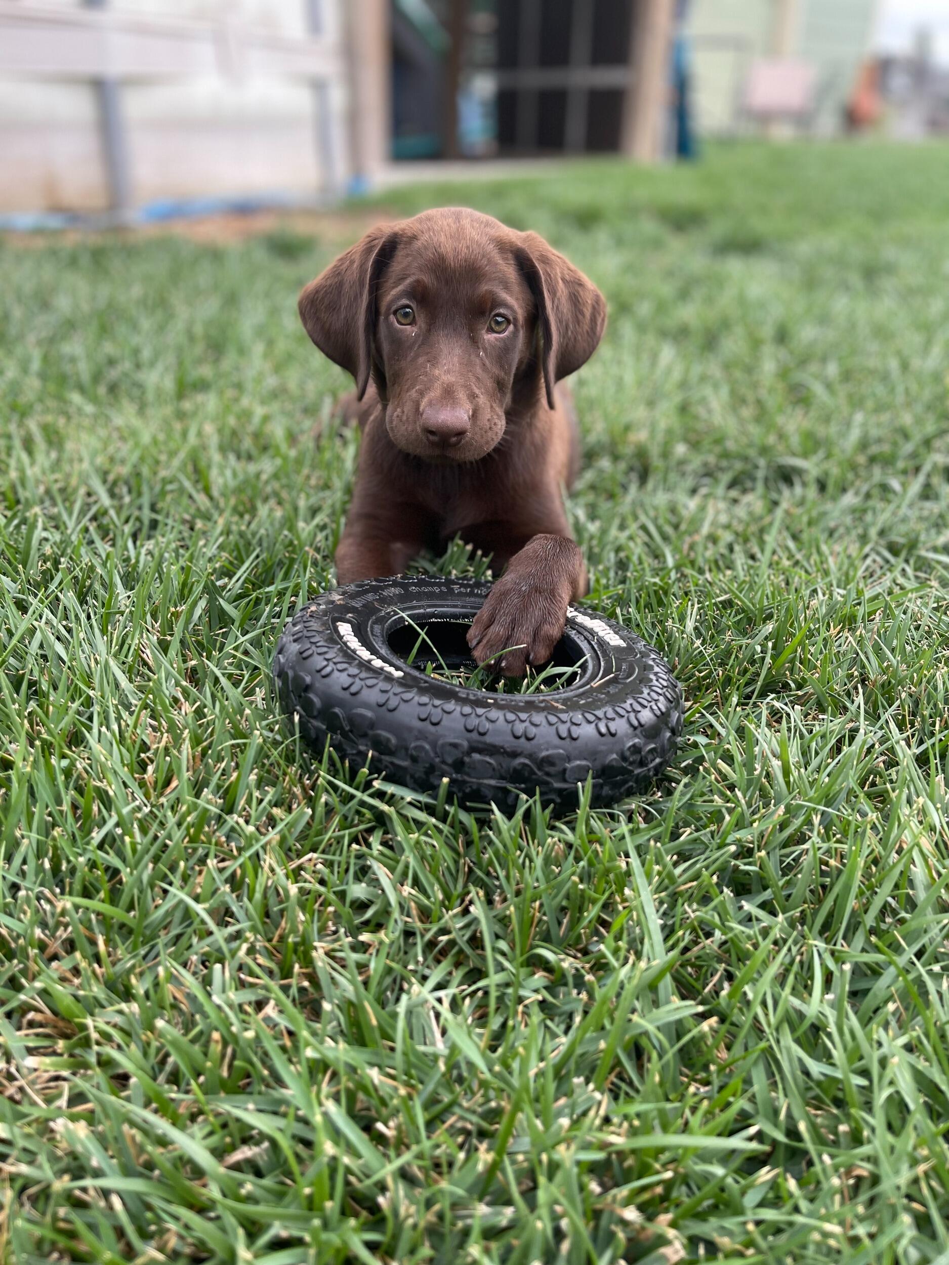 Our family grew by 4 paws