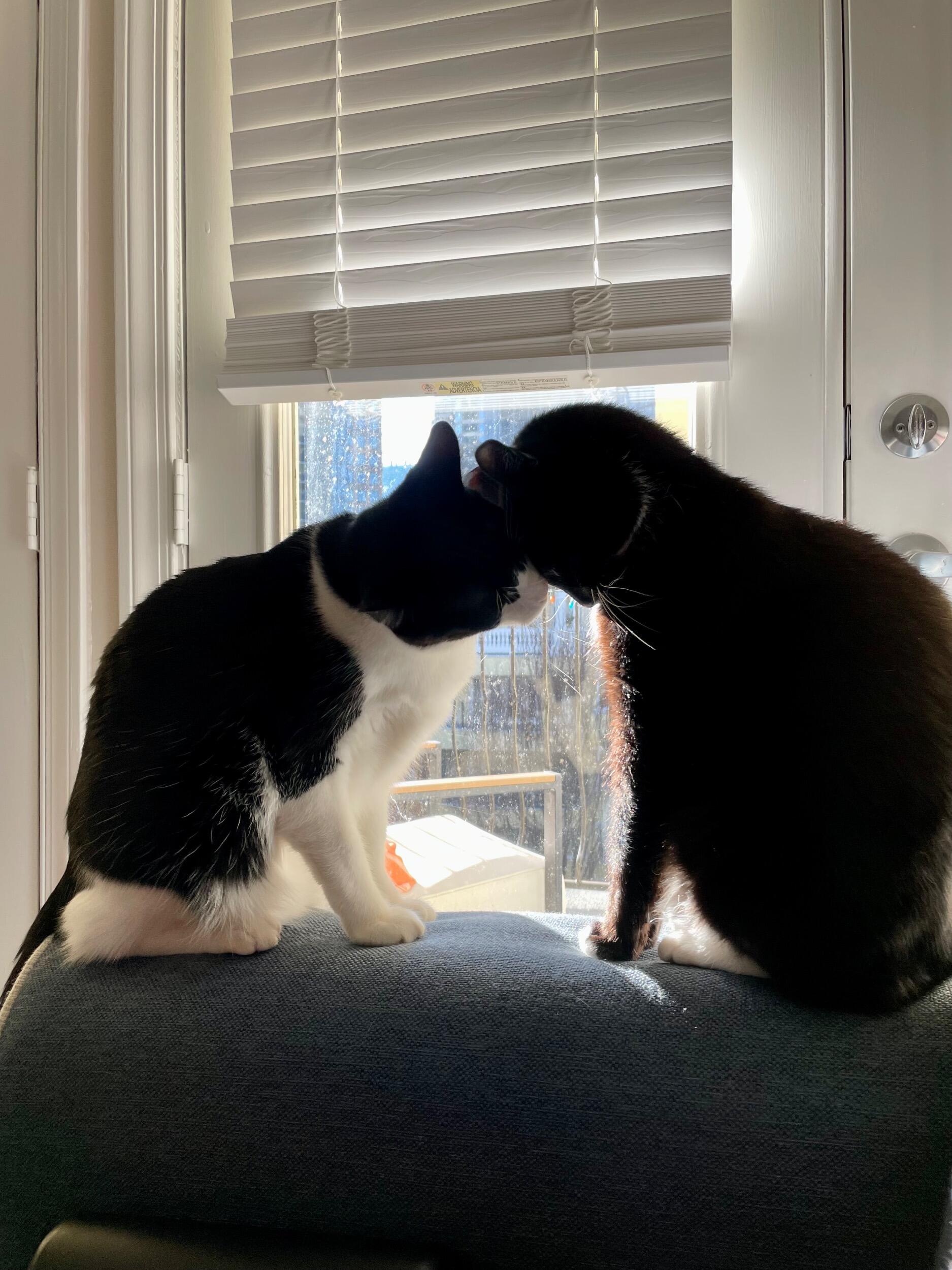 We brought home our little old man, Atticus. He and Chester are soulmates.