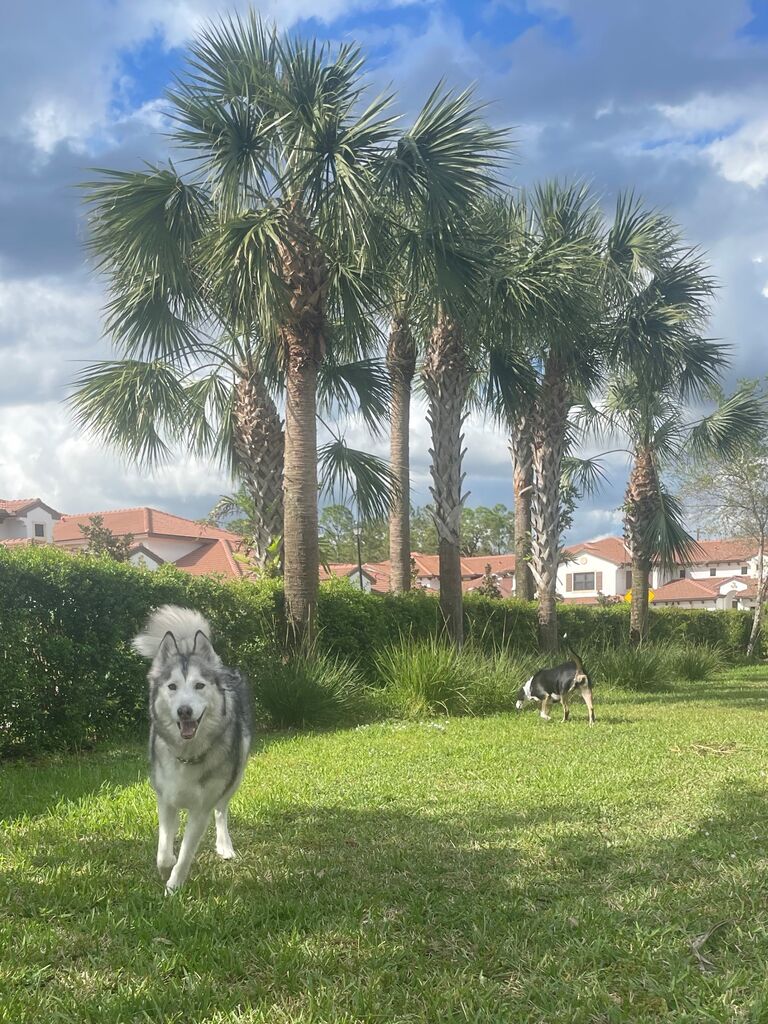 Sean, Jess and Keto said goodbye to their apartment in Gardner, MA, and hello to Mama and Papa Hatch's guest bedroom in Naples, FL.