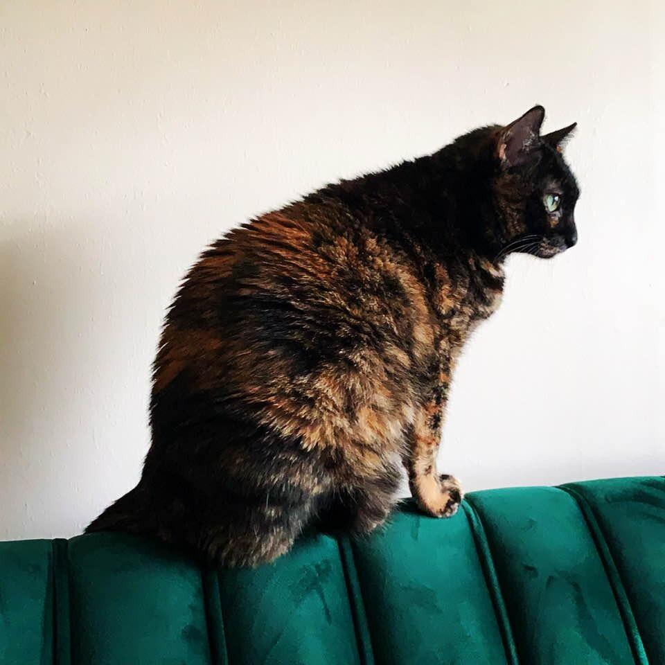 Our kitty Žižka: Angela found her outside a propane and propane accessory shop in Saigon, Vietnam, and took her home in a backpack and then all the way across the world (in a cat carrier)