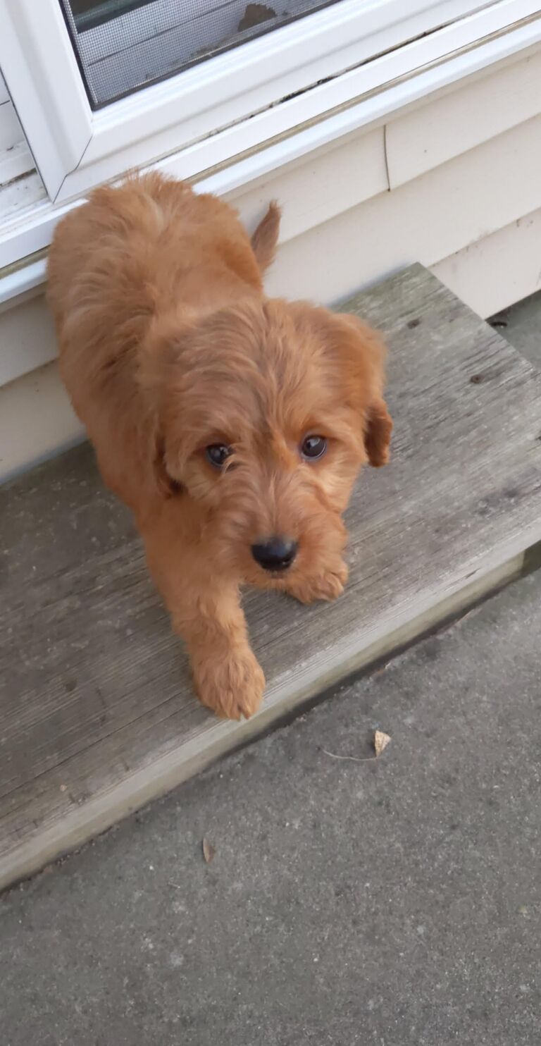 Before work, Ally went on a walk for a thankfully nice November day and came back to the world's best doggo. Harley immediately became more important than the other person.