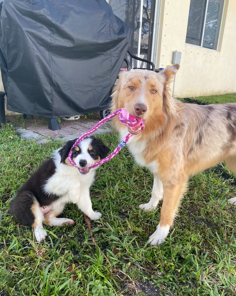 Bought Ruby a Sister :)