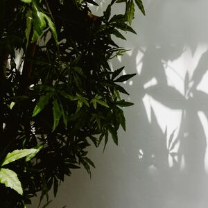 Gallery Photo 5