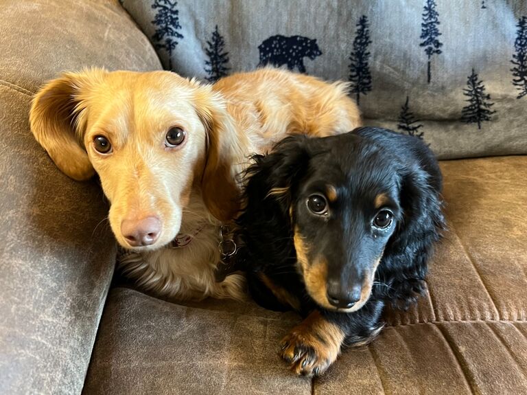 Merlin Comes Home. Mustard Becomes a Big Brother ~ Boulder, Colorado