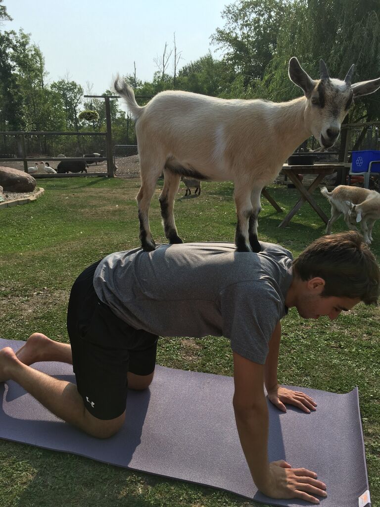 Matt excels at most things, especially goat yoga.