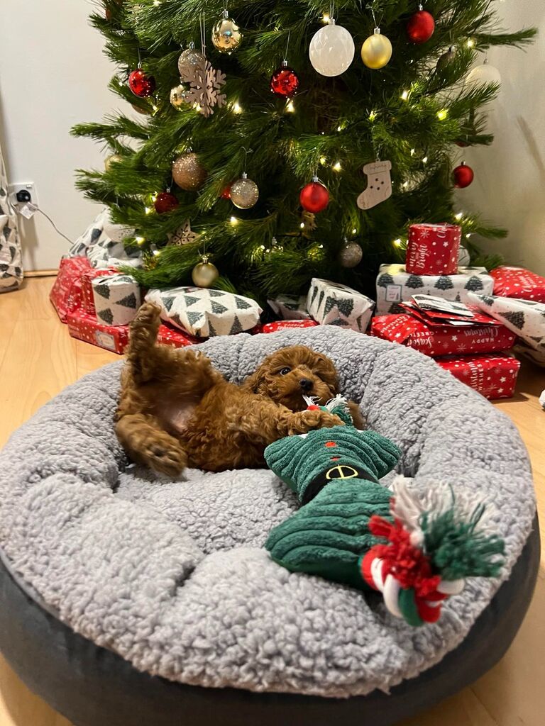 The day we welcomed Bear into our family, which kickstarted the next 2 months of Bear crying, chewing, chomping, and peeing. But he is the greatest dog to ever live, and we will fight anyone who says otherwise.