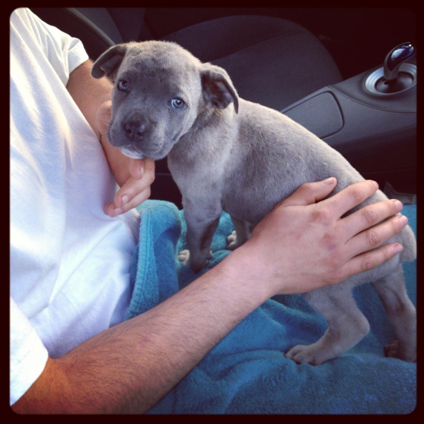 Elko, their first pet. They got him in Studio City, CA