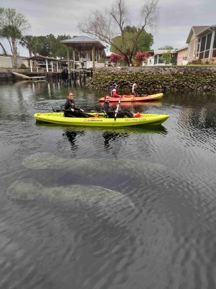 Kayaking with manatees! Hunter found this awesome company that took us out and we saw so many manatees this day. 