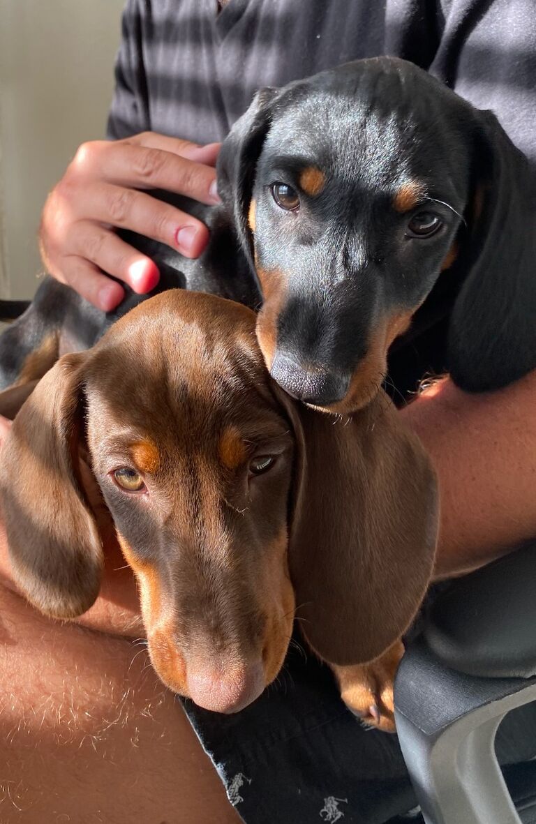 Fred and Gertrude meet their mom and dad!