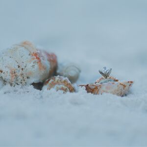 Gallery Photo 12