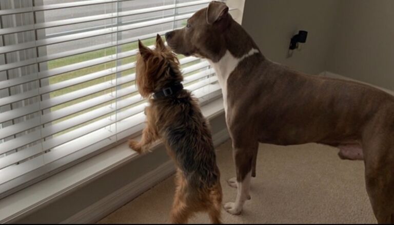 Major Danger and Astro Saint meet for the first time! As you can see by these two brothers- being nosey runs in the family!