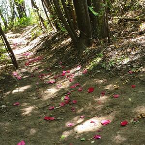 Gallery Photo 43