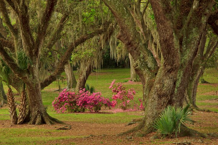 Jungle Gardens | Ceremony Venues - Avery Island, LA