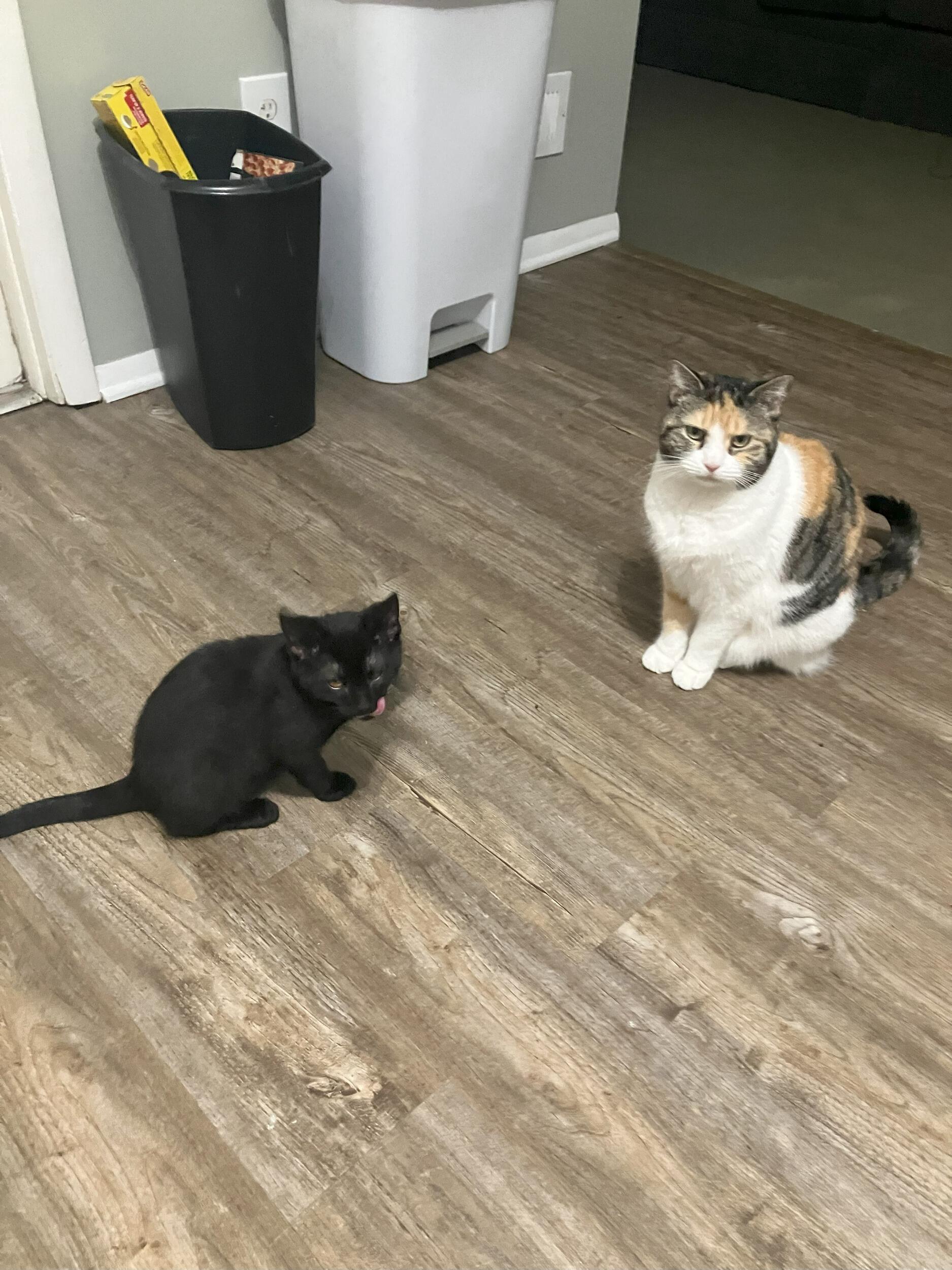 The kitties move in