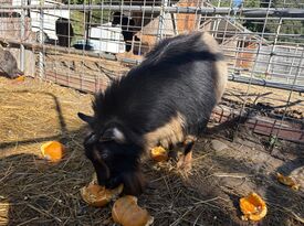 Tails of Redwood Trails - Animal For A Party - Felton, CA - Hero Gallery 3