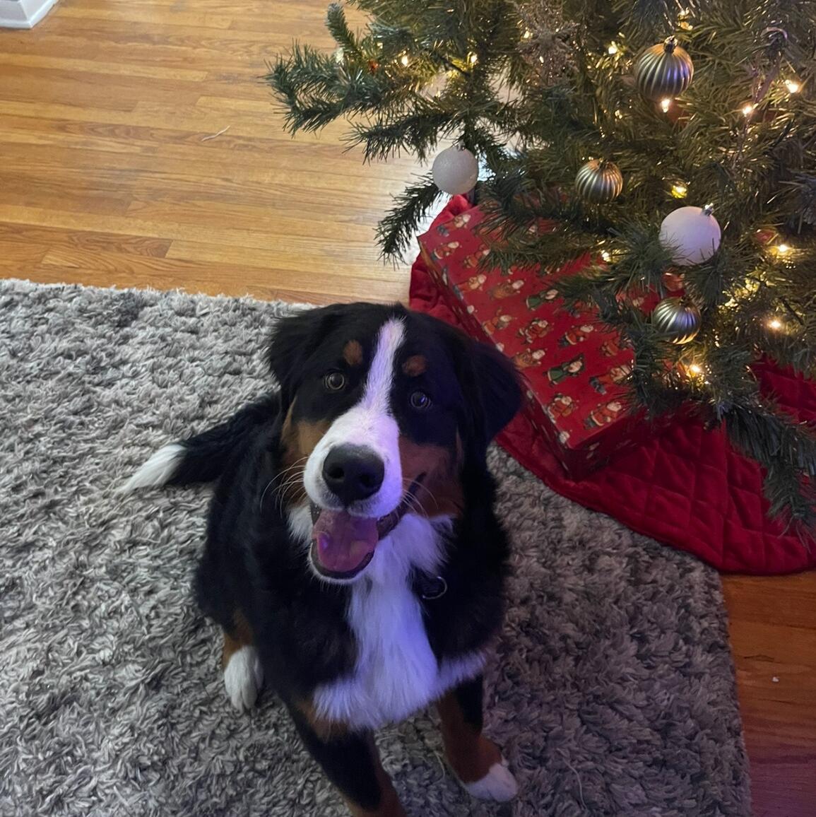 The day we added a new member to our family - officially a family of 4. Welcome Nala <3