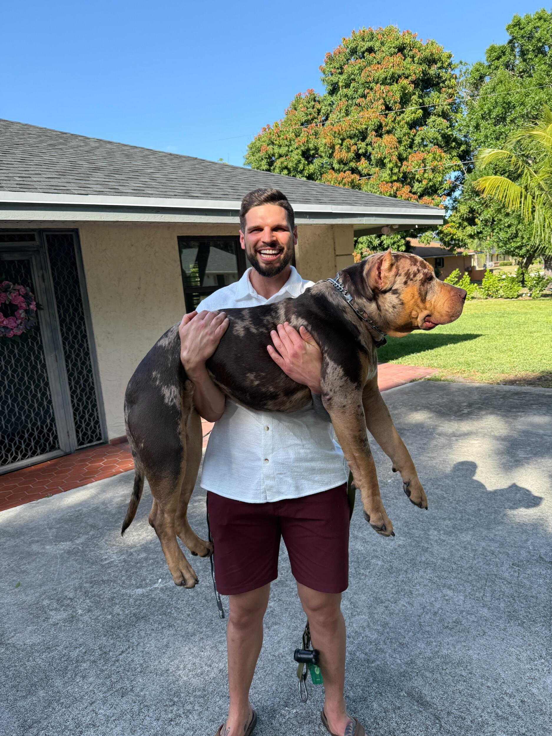 ...who turned into this 110 lbs sweet baby monster at only 11 months old!