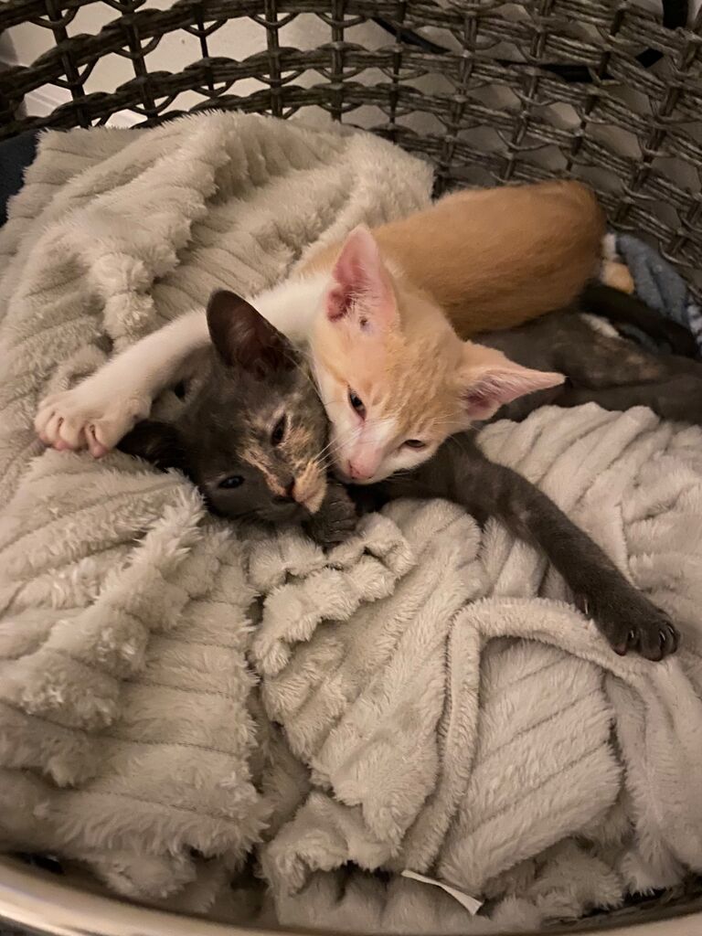 We added 2 kittens to our family - Lulu and Luke
Originally, we only planned on adopting Lulu but after fostering Luke for a few weeks, we couldn’t separate the siblings and we loved them both