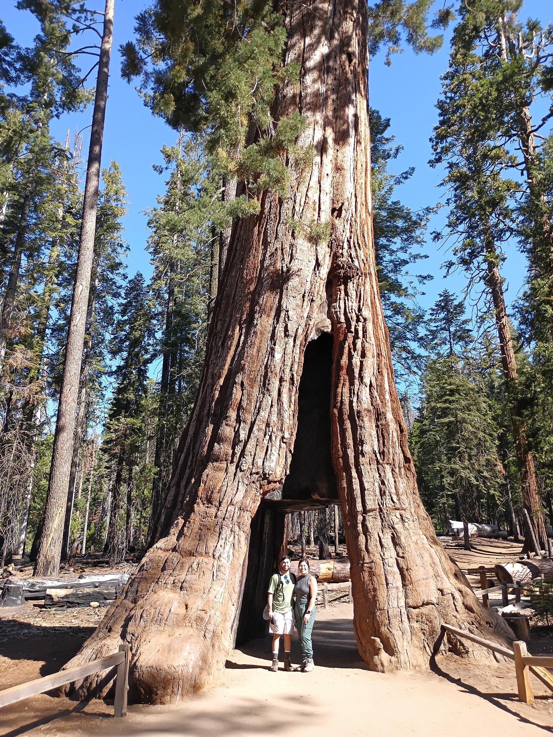 Part of our trip to Yosemite; we stopped at Mariposa Grove first to see the beautiful sequoia trees. This one is called the California Tunnel Tree! Its even bigger in person!