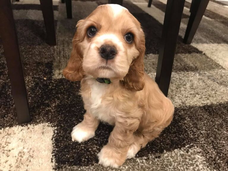 We welcomed our newest family member, Tucker!