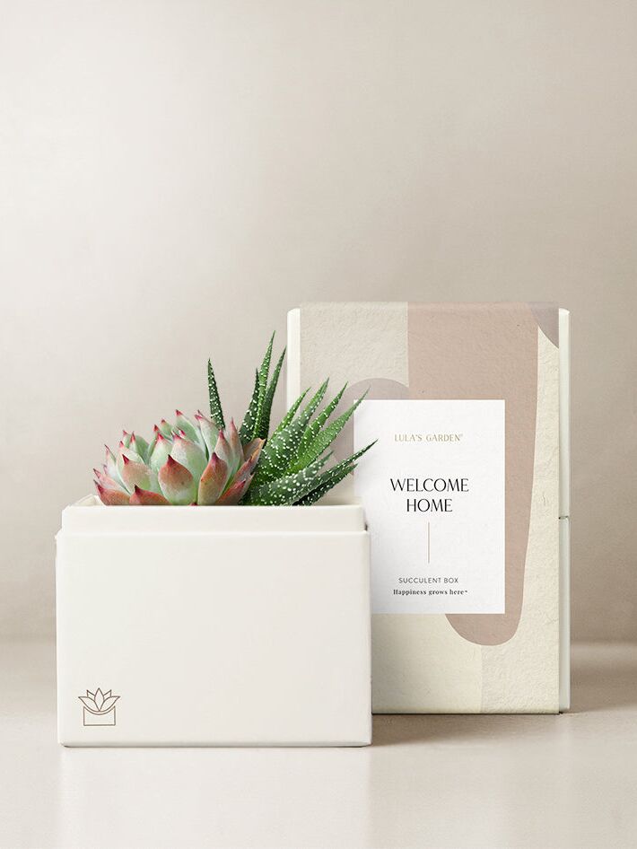 Low maintenance houseplant housewarming gift for couple