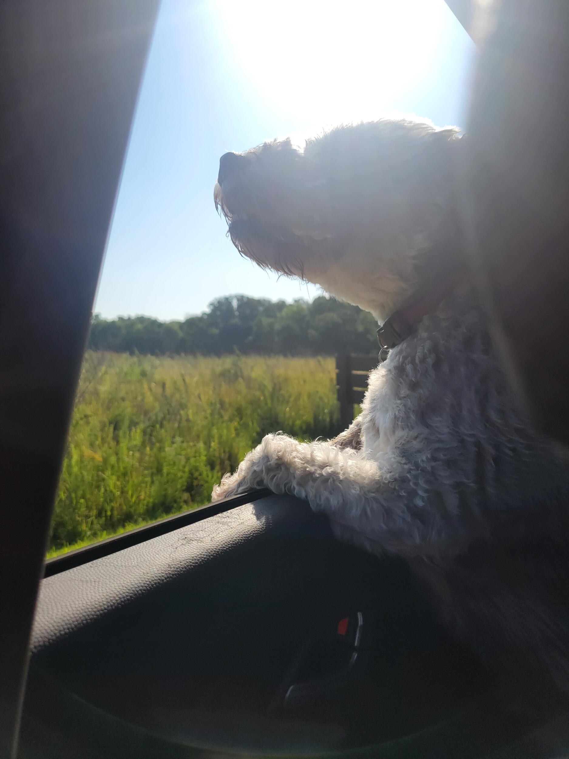 Charlie enjoying the window down as we arrived at starved rock
