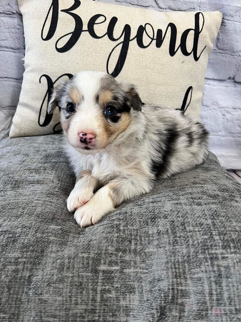 Danny said "no dog", so we got a dog
