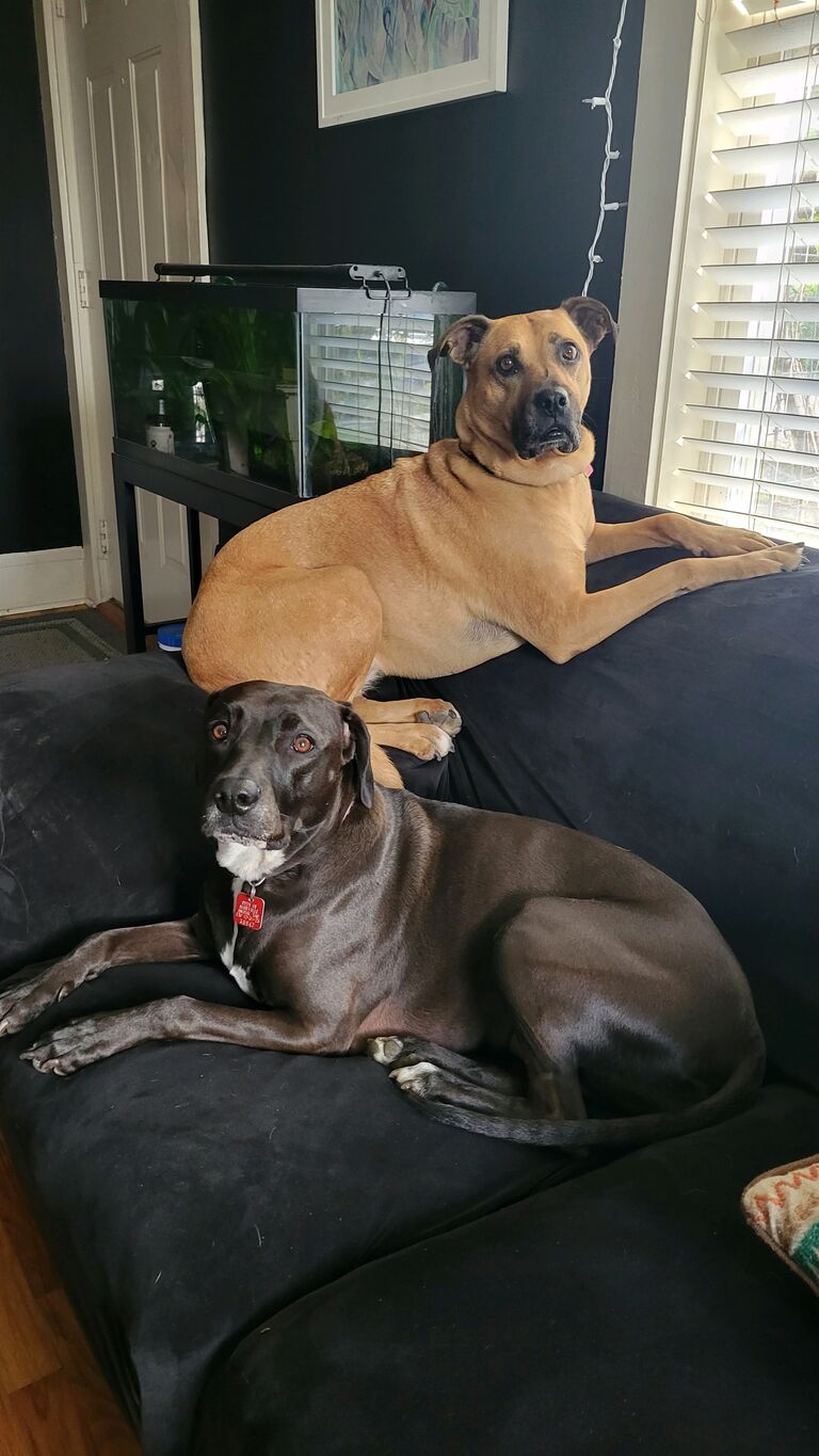 Ingot tolerates Effie
