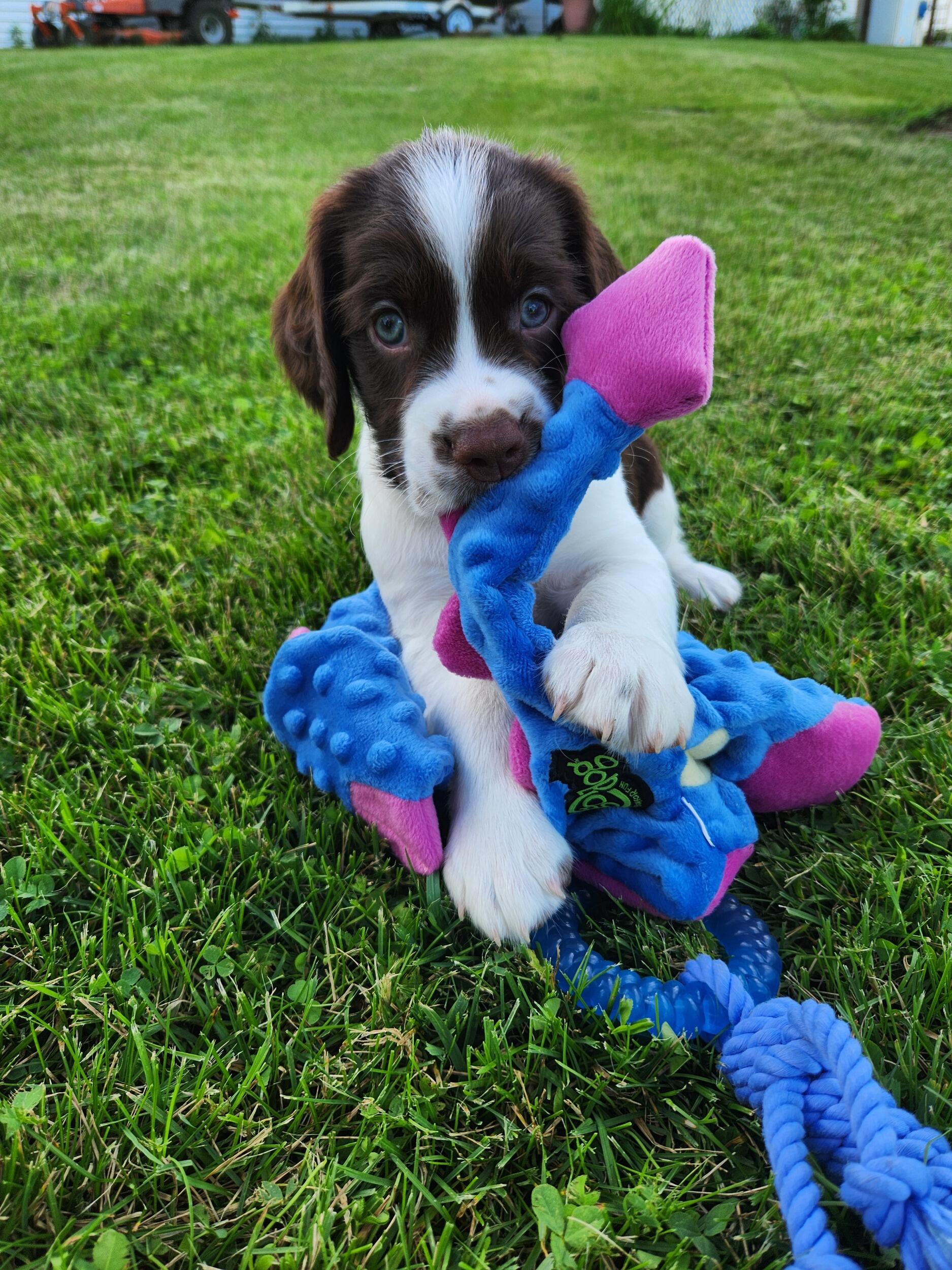 Became dog parents to Odie!