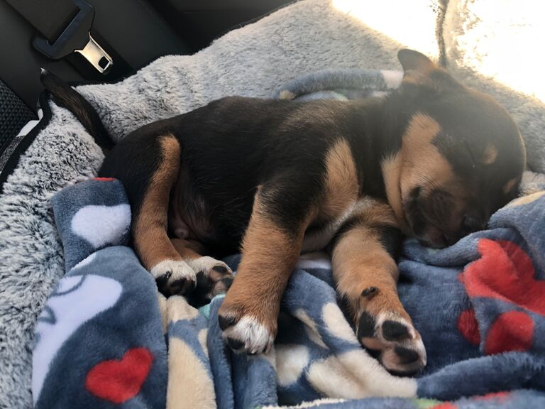 First FUR Child