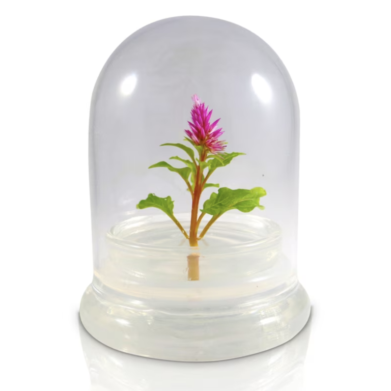 Celosia flower terrarium for 29th anniversary gift