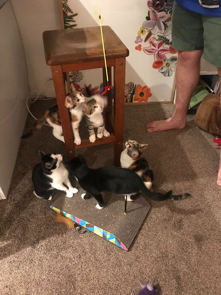 ... the 2020 lockdown. We move in together during the first lockdown, going de-facto! We become foster parents to multiple litters of kittens!