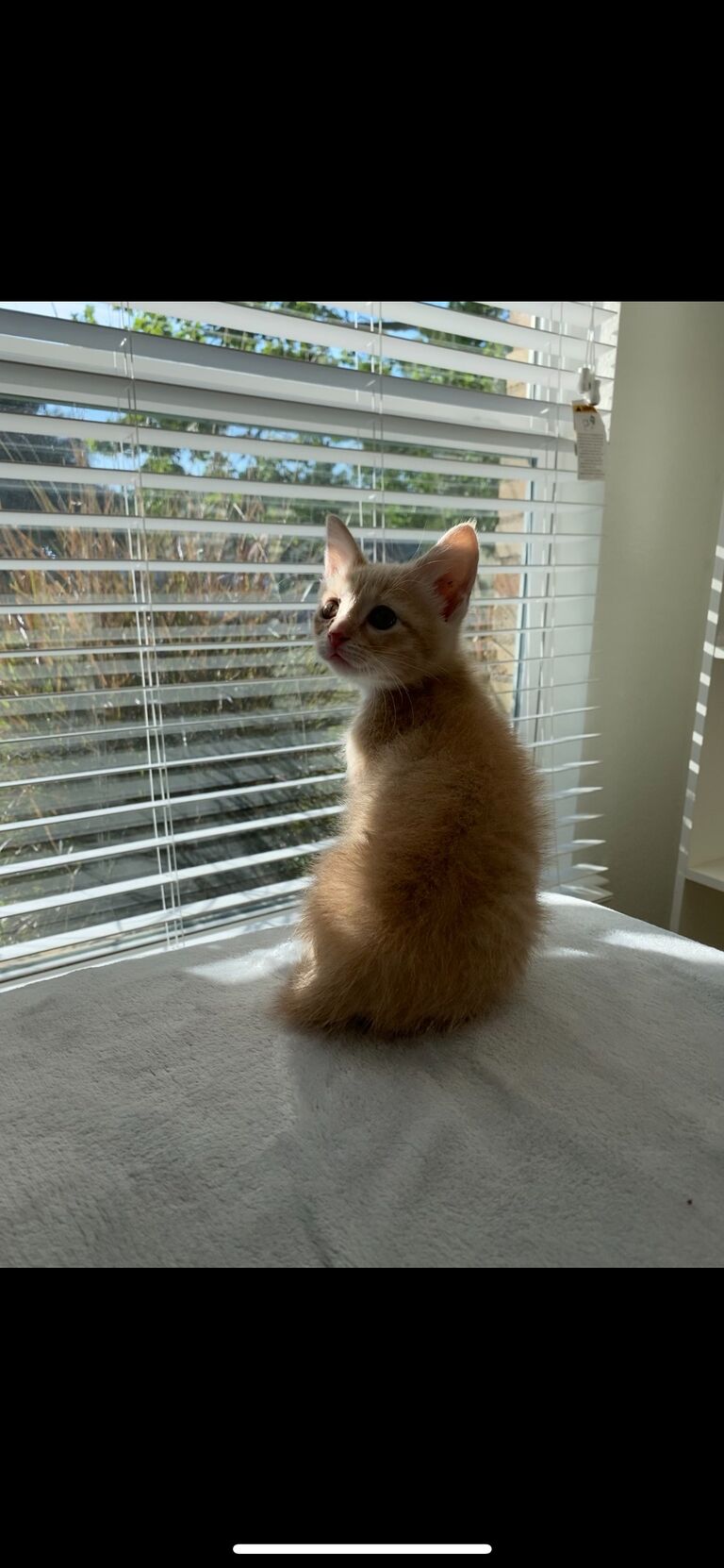 Cubone sneezes his way into our home.