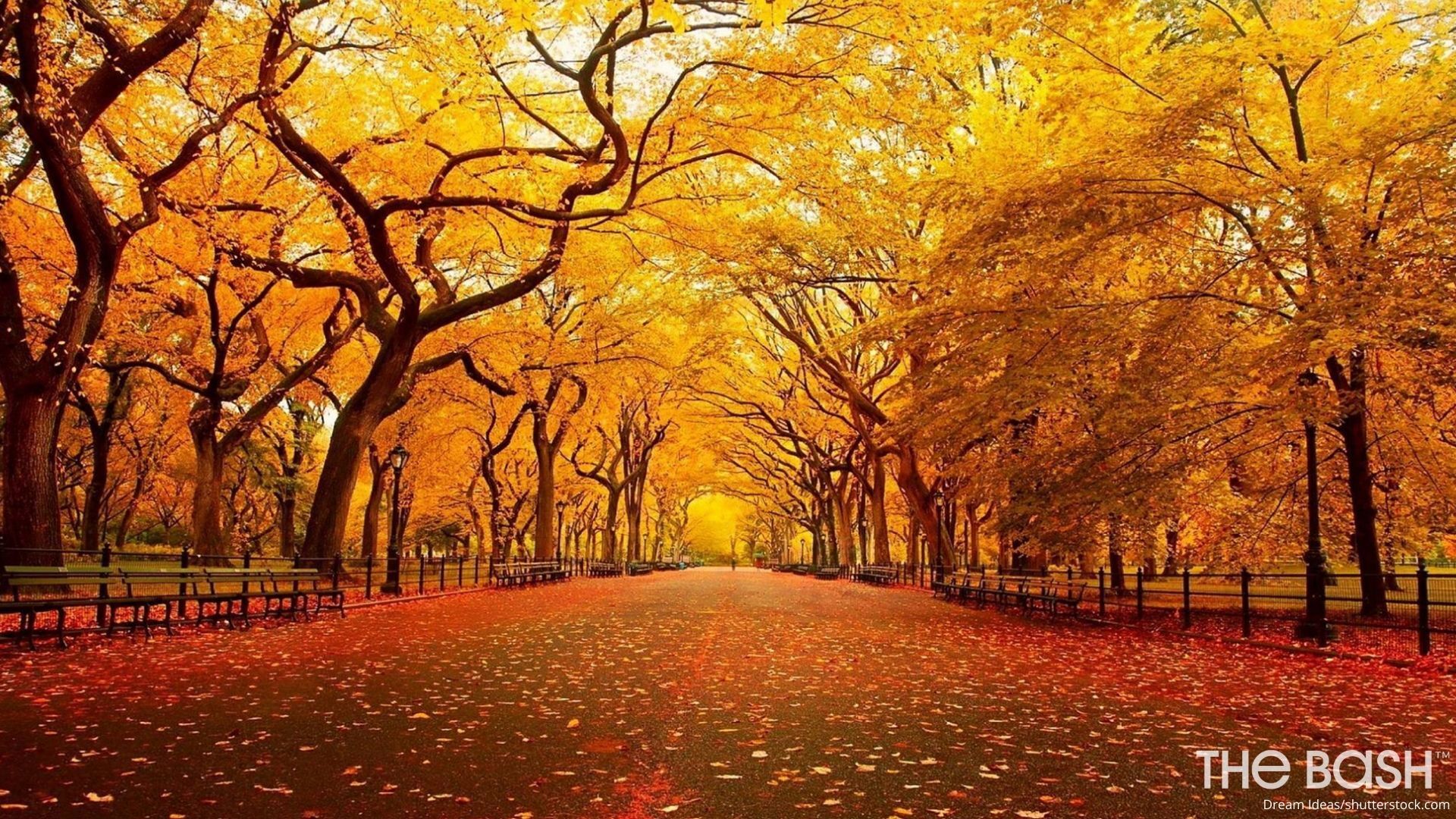 35 Autumnal Zoom Backgrounds for Thanksgiving - The Bash